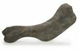 Hadrosaur (Hypacrosaurus) Right Humerus Bone - Montana #242361-5